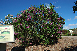 Sensation Lilac (Syringa vulgaris 'Sensation') at Lakeshore Garden Centres