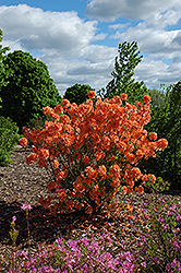 Spicy Lights Azalea (Rhododendron 'Spicy Lights') at Stonegate Gardens