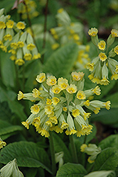 English Cowslip (Primula veris) at Lakeshore Garden Centres