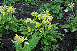 English Cowslip (Primula veris) at Lakeshore Garden Centres
