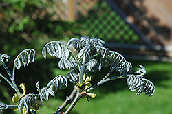 Amur Maackia (Maackia amurensis) at Lakeshore Garden Centres