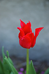 Pretty Woman Tulip (Tulipa 'Pretty Woman') at Stonegate Gardens