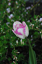 Cloud Nine Tulip (Tulipa 'Cloud Nine') at Stonegate Gardens