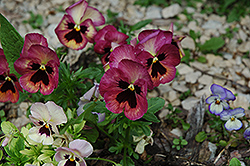 Jim's Garden Purple Pansy (Viola x wittrockiana 'Jim's Garden Purple') at Stonegate Gardens