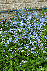 Forget-Me-Not (Myosotis sylvatica) at The Mustard Seed