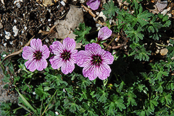Ballerina Cranesbill (Geranium cinereum 'Ballerina') at Lakeshore Garden Centres