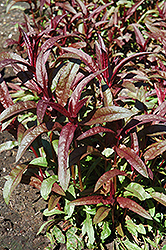 Firecracker Loosestrife (Lysimachia ciliata 'Firecracker') at Lakeshore Garden Centres