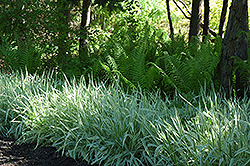 Variegated Ribbon Grass (Phalaris arundinacea 'Picta') at Stonegate Gardens