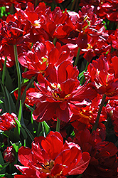 Uncle Tom Tulip (Tulipa 'Uncle Tom') at Stonegate Gardens