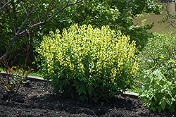 False Lupine (Thermopsis montana) at Stonegate Gardens
