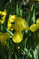 Brassi Iris (Iris 'Brassi') at Stonegate Gardens