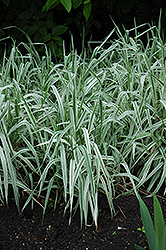 Variegated Ribbon Grass (Phalaris arundinacea 'Picta') at Stonegate Gardens