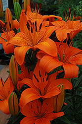 Orange Pixie Lily (Lilium 'Orange Pixie') at Stonegate Gardens