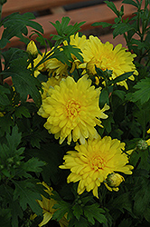 Morden Canary Chrysanthemum (Chrysanthemum 'Morden Canary') at Stonegate Gardens