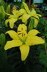 Yellow Pixie Lily (Lilium 'Yellow Pixie') at Stonegate Gardens