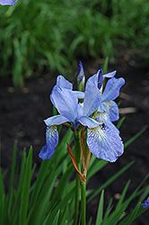Emperor Siberian Iris (Iris sibirica 'Emperor') at Stonegate Gardens
