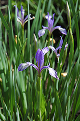 Imbricate Iris (Iris imbricata) at Stonegate Gardens