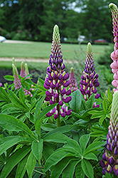 Russell Blue Lupine (Lupinus 'Russell Blue') at Stonegate Gardens