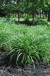 Moor Grass (Molinia caerulea) at Lakeshore Garden Centres