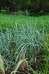 Findhorn Lyme Grass (Leymus arenarius 'Findhorn') at Lakeshore Garden Centres