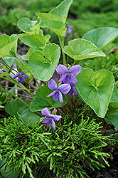 Wooly Blue Violet (Viola sororia) at Lakeshore Garden Centres