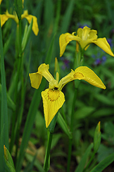 Yellow Flag Iris (Iris pseudacorus) at Lakeshore Garden Centres