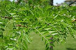 Prairie Silk Honeylocust (Gleditsia triacanthos 'Prairie Silk') at Stonegate Gardens