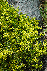 Six Row Stonecrop (Sedum sexangulare) at Lakeshore Garden Centres