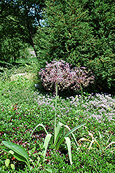 Star Of Persia Onion (Allium christophii) at Stonegate Gardens