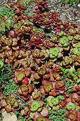 Queen Elizabeth Stonecrop (Sedum spurium 'Queen Elizabeth') at Stonegate Gardens