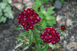 Sweet William (Dianthus barbatus) at Stonegate Gardens