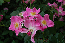Nearly Wild Rose (Rosa 'Nearly Wild') at Stonegate Gardens