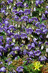 Bellflower (Campanula raddeana) at Stonegate Gardens