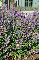 Walker's Low Catmint (Nepeta x faassenii 'Walker's Low') at Lakeshore Garden Centres