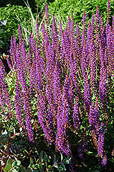 Lubecca Sage (Salvia x sylvestris 'Lubecca') at A Very Successful Garden Center