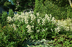 White Fleeceflower (Persicaria polymorpha) at Lakeshore Garden Centres