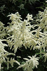 Bridal Veil Astilbe (Astilbe x arendsii 'Bridal Veil') at Lakeshore Garden Centres