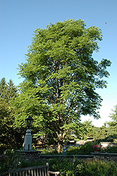 Stately Manor Kentucky Coffeetree (Gymnocladus dioicus 'Stately Manor') at Stonegate Gardens