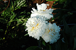 Marshmallow Puff Peony (Paeonia 'Marshmallow Puff') at A Very Successful Garden Center