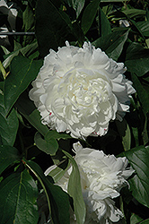 Rose Marie Lins Peony (Paeonia 'Rose Marie Lins') at Stonegate Gardens