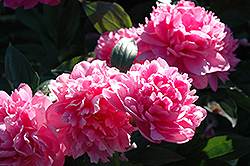 J.H. Wigell Peony (Paeonia 'J.H. Wigell') at Lakeshore Garden Centres