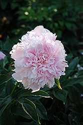Dinner Plate Peony (Paeonia 'Dinner Plate') at Stonegate Gardens