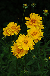 Early Sunrise Tickseed (Coreopsis 'Early Sunrise') at The Mustard Seed