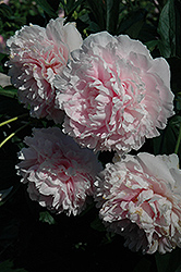 Sarah Bernhardt Peony (Paeonia 'Sarah Bernhardt') at Lakeshore Garden Centres