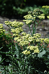 Anthea Yarrow (Achillea 'Anthea') at Lakeshore Garden Centres