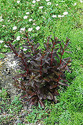 Purple Showy Stonecrop (Sedum telephium 'Atropurpurea') at Stonegate Gardens