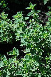Oregano (Origanum vulgare) at Lakeshore Garden Centres