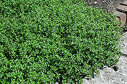 Spanish Thyme (Thymus nummularius) at Stonegate Gardens
