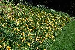 Happy Ever Appster Happy Returns Daylily (Hemerocallis 'Happy Returns') at The Mustard Seed