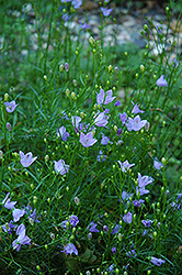 Flax Bellflower (Campanula linifolia) at Stonegate Gardens